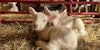How to Name a Sheep: Meet Kate’s Lambs Willa and Gus Image