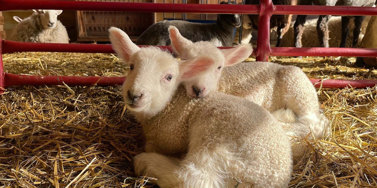 How to Name a Sheep: Meet Kate’s Lambs Willa and Gus Primary Image