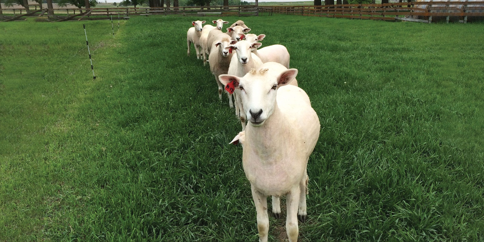 A New American Breed: Meet the Montadale Sheep Primary Image