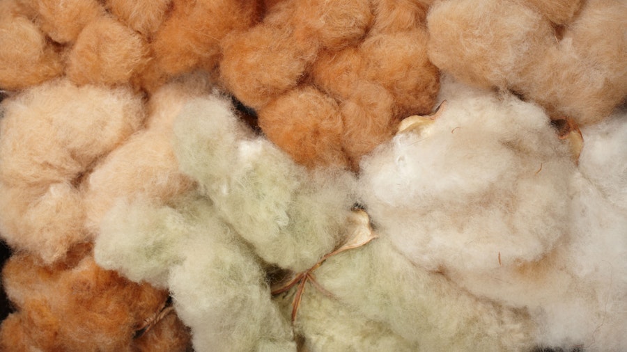 Cotton Comes in More than White! Cotton’s Natural Colors, Straight from the Plant Image