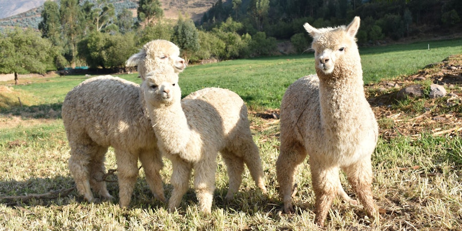 Alpaca—Accessible Luxury Image