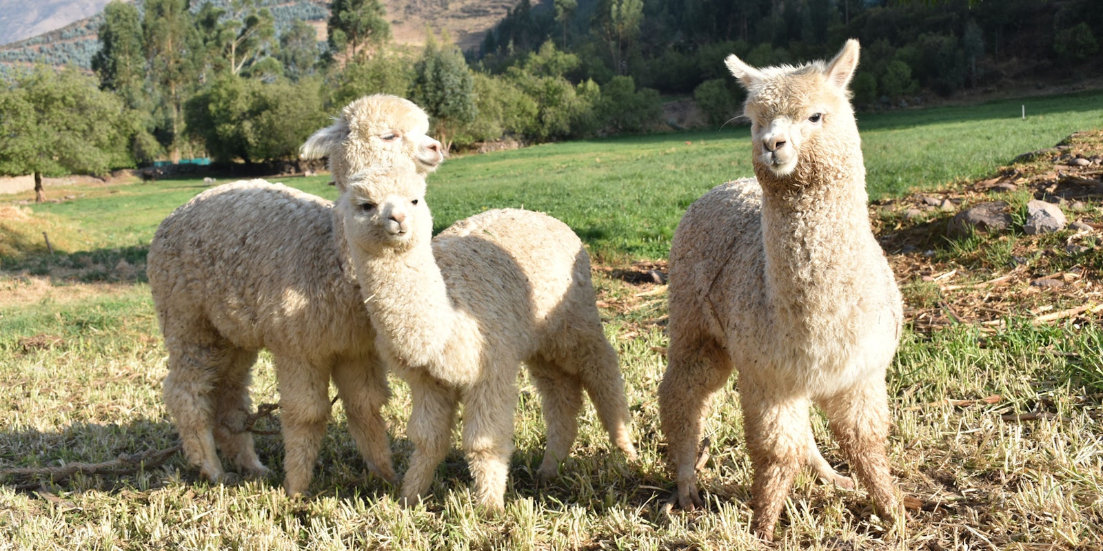 Alpaca—Accessible Luxury Primary Image