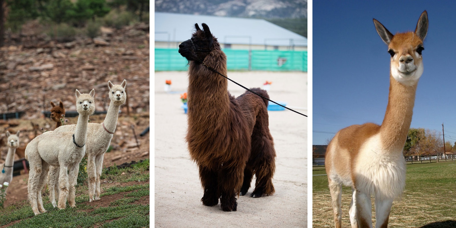 Alpacas and Llamas and Paco-vicuñas! Primary Image