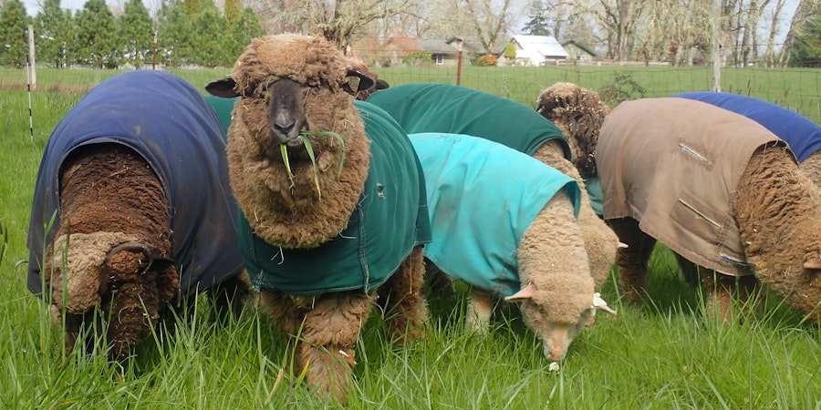 How Many Colors Can One Sheep Grow? Image