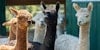 Suri Alpaca’s Lustrous Locks Image