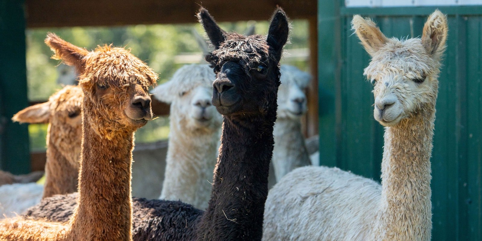 Suri Alpaca’s Lustrous Locks Primary Image