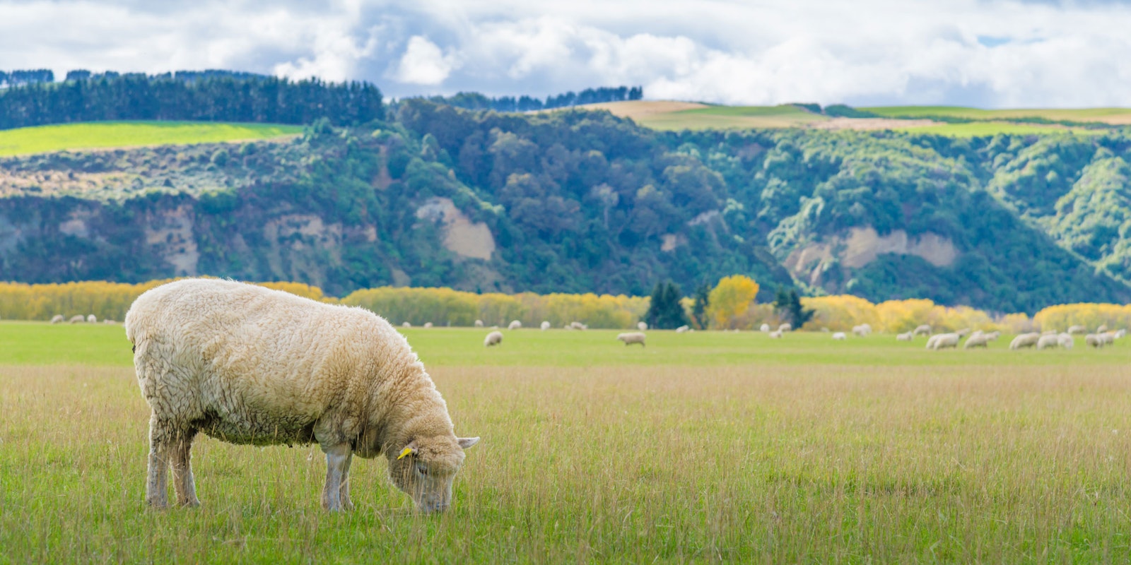 Rowan Tree Travel & Fibercraft: Fiber Tours  Primary Image