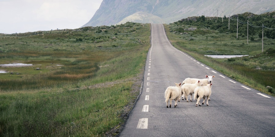 Yarn Trips, Fiber Detours, and Wooly Wandering Image