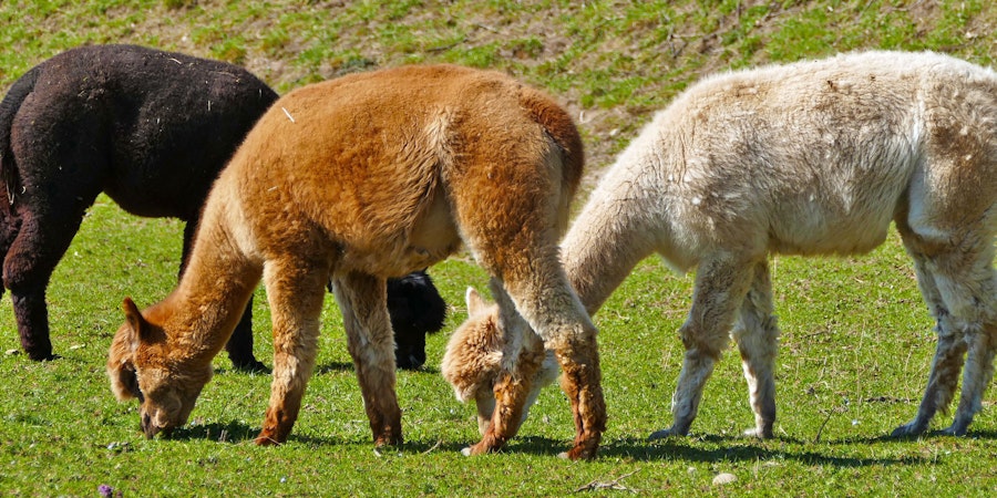 The Natural Colors of Alpaca Fiber Image