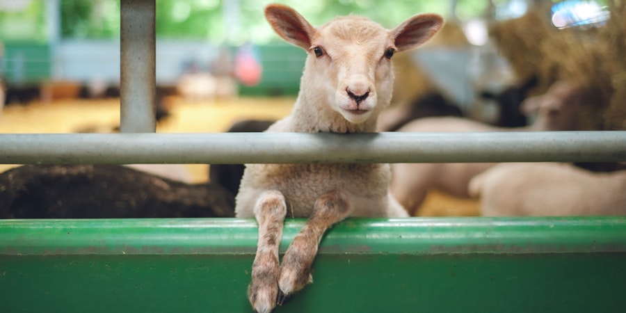 Welcome to the Sheep Barn Image