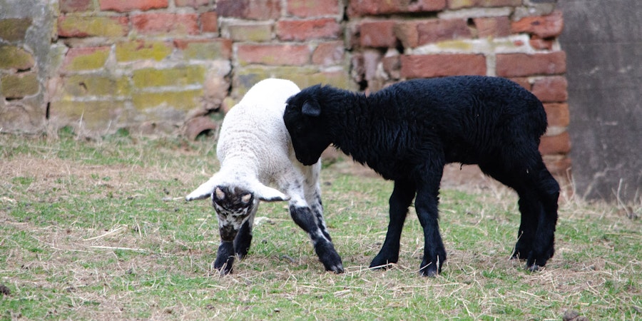 Celebrating the Black Sheep of the Yarn World Image