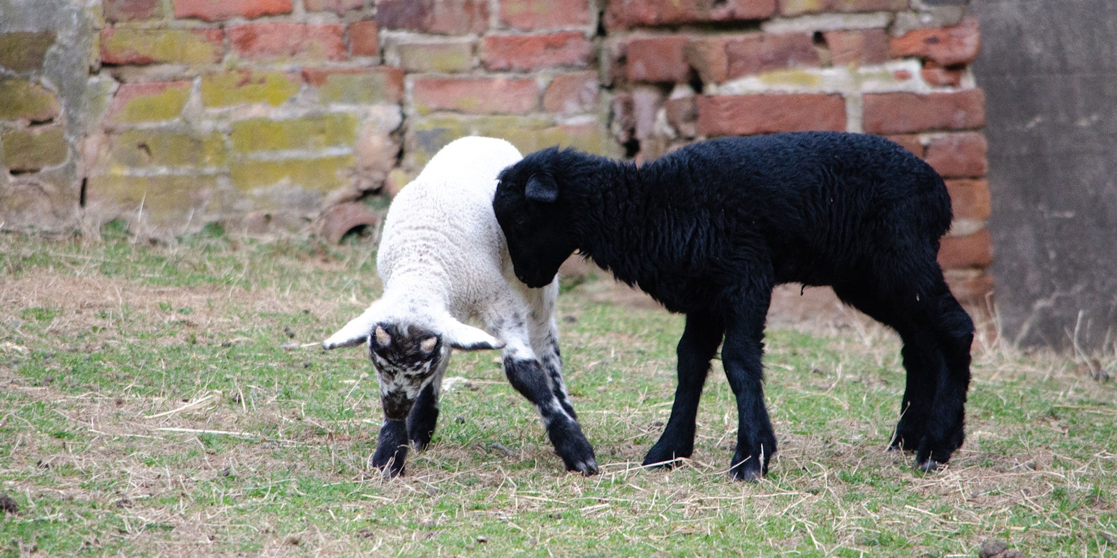 Celebrating the Black Sheep of the Yarn World Primary Image