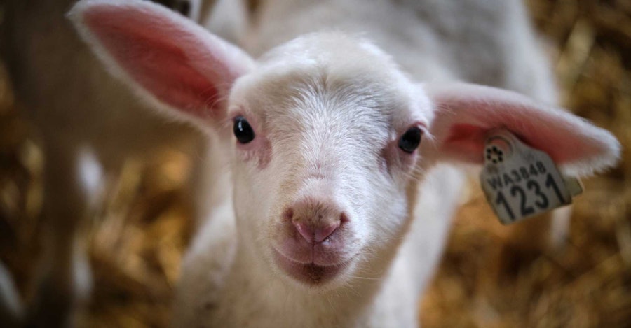 Abundant Earth Fiber Image