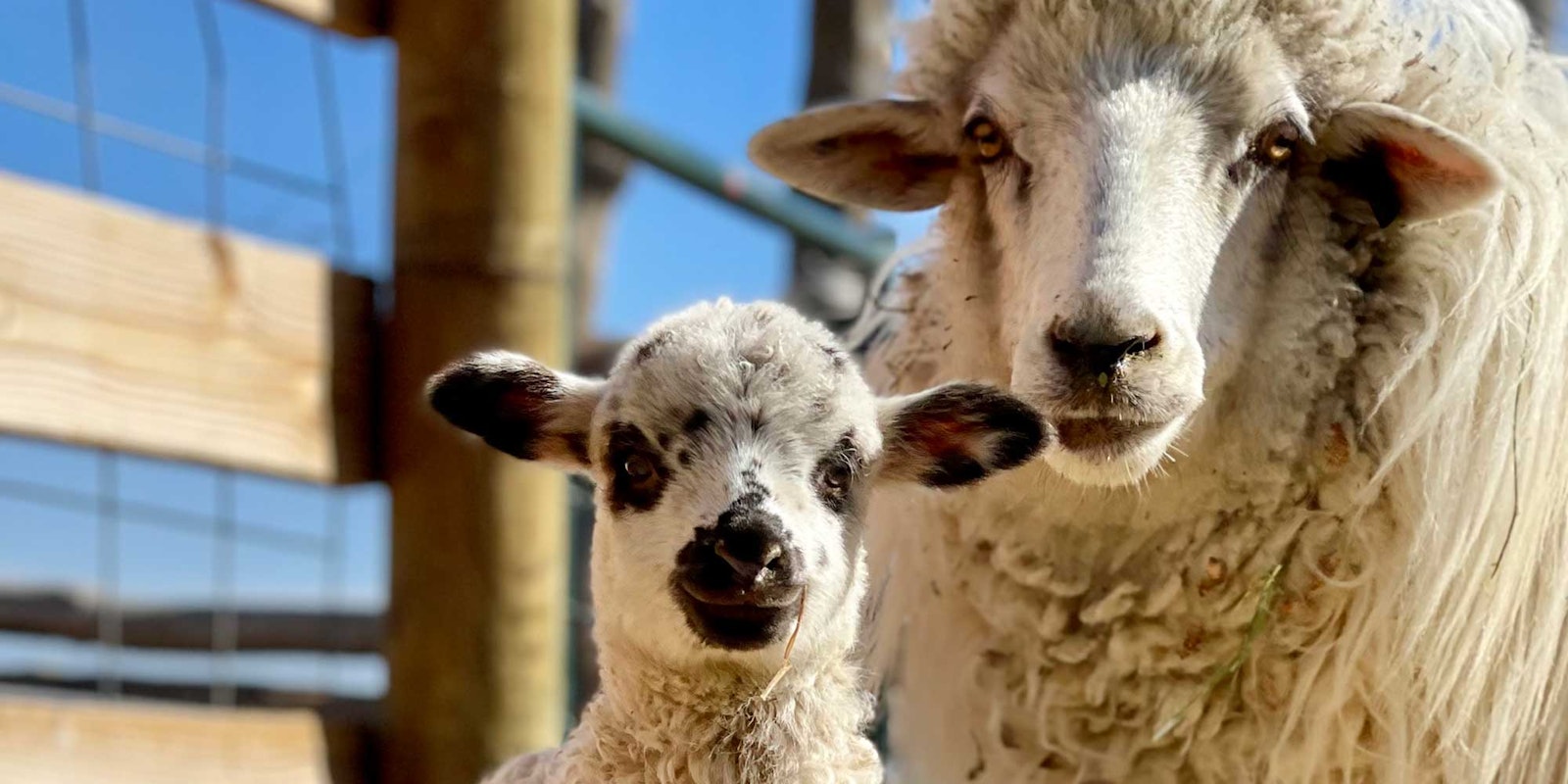 Navajo Wool, Diné Stories Primary Image