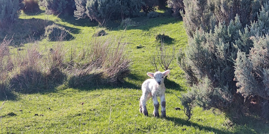 A Knitter in the Land of 25 Million Sheep Image