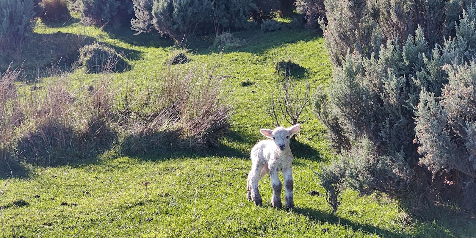 A Knitter in the Land of 25 Million Sheep Primary Image