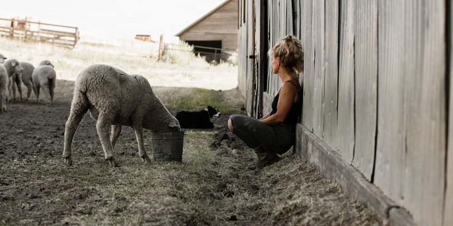 Shorn in the USA Image