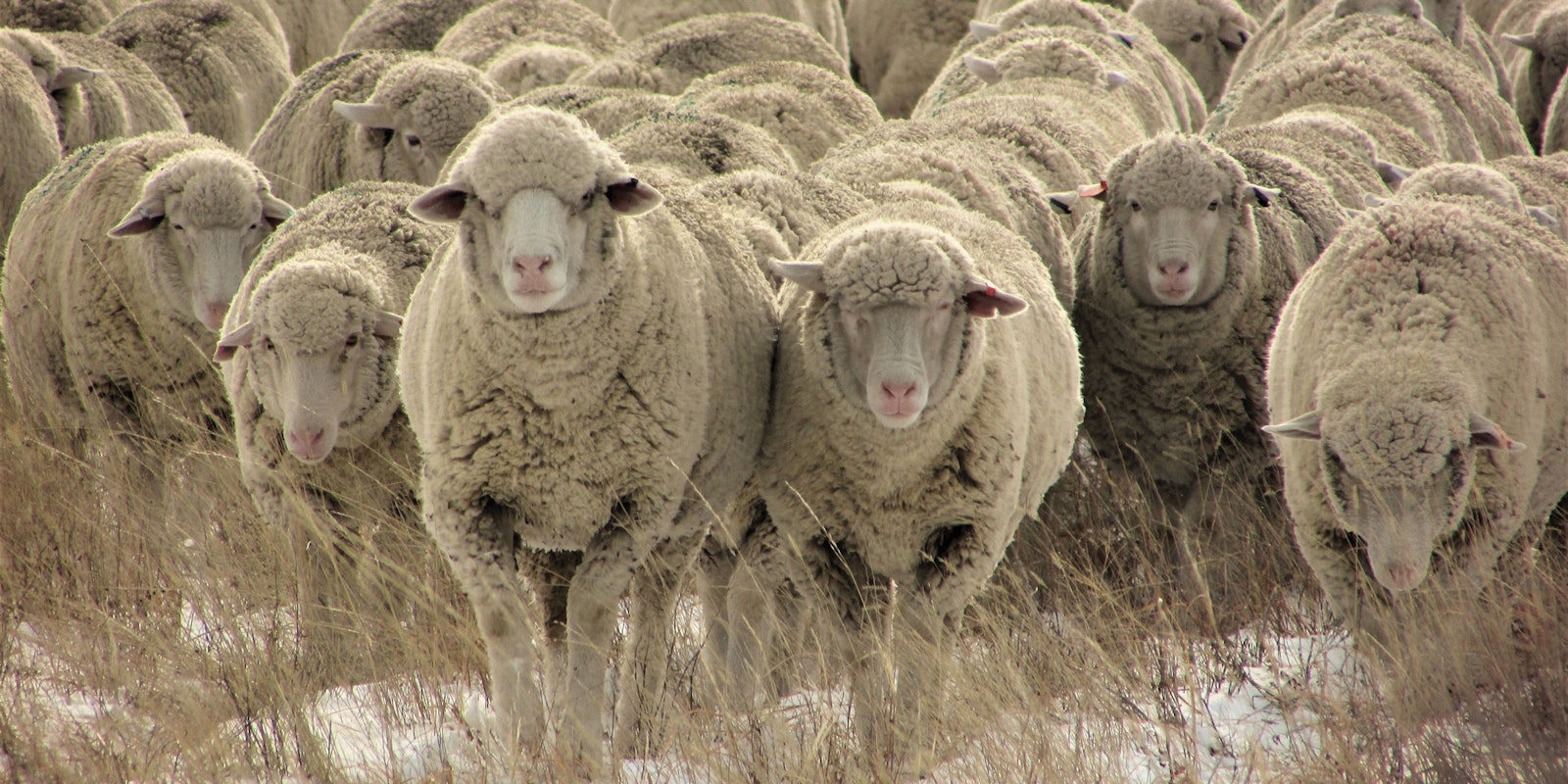 Broaden Your Fiber Horizons: Knitting Beyond Merino Primary Image