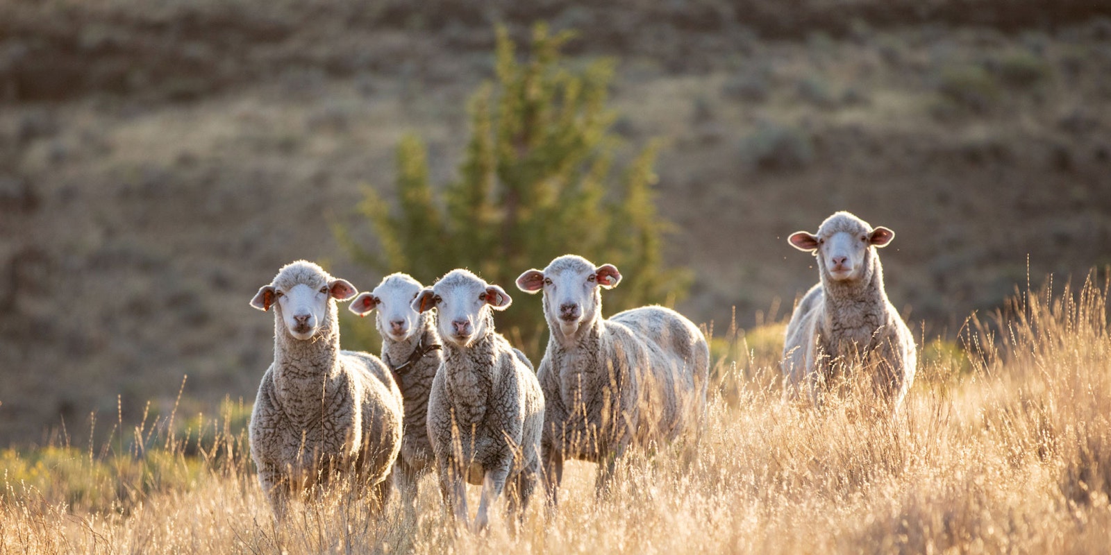 Can You Trust the Wool You’re With? RWS Certification Offers Assurances  Primary Image
