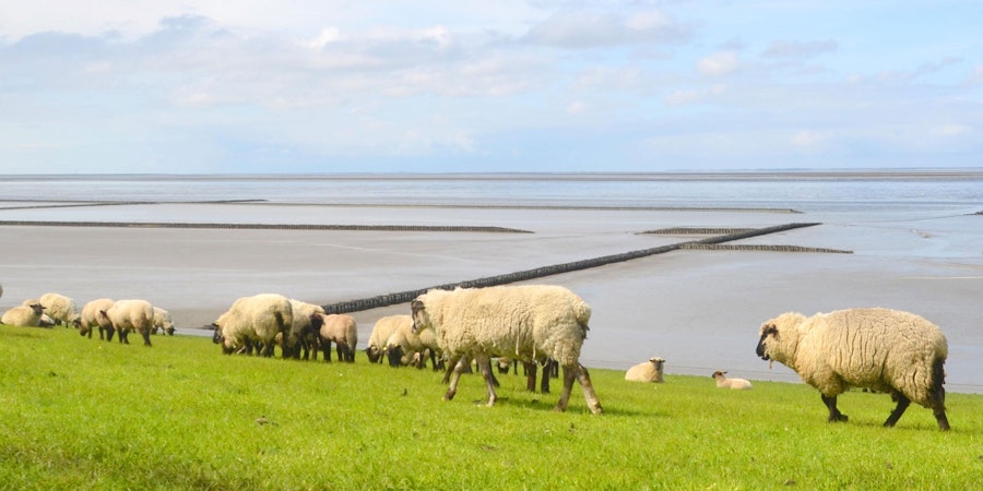 Yarn and Conservation Image