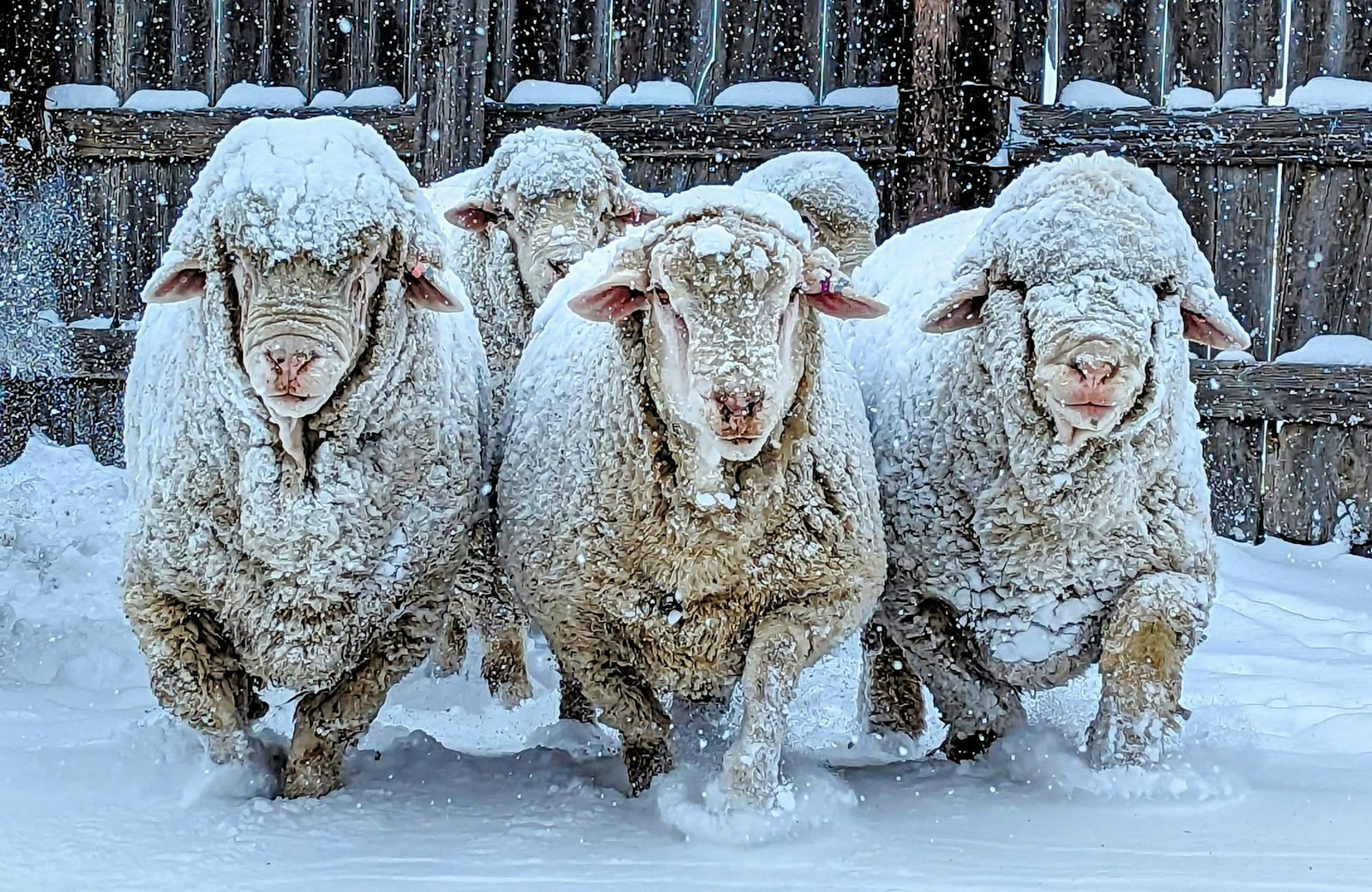 Tough as Targhee: Finewool of the West Primary Image