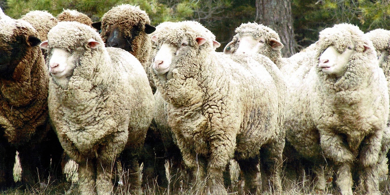 Morehouse Farm Merinos: A Pioneering Yarn Farm Primary Image