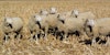 The Unsung Delights of Polypay Wool Image