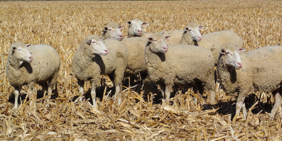 The Unsung Delights of Polypay Wool Image