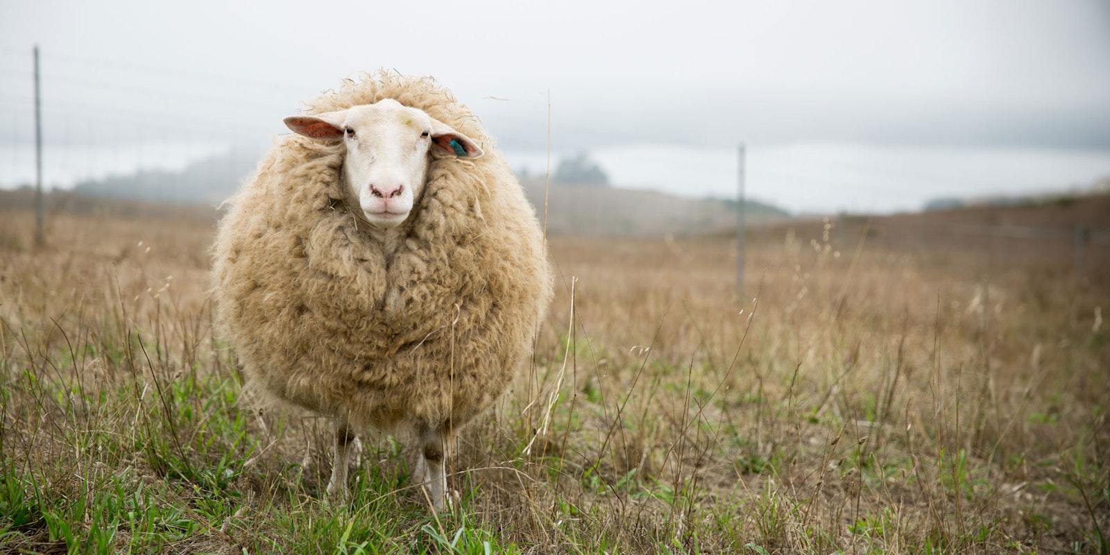 Think Globally, Knit Locally Primary Image