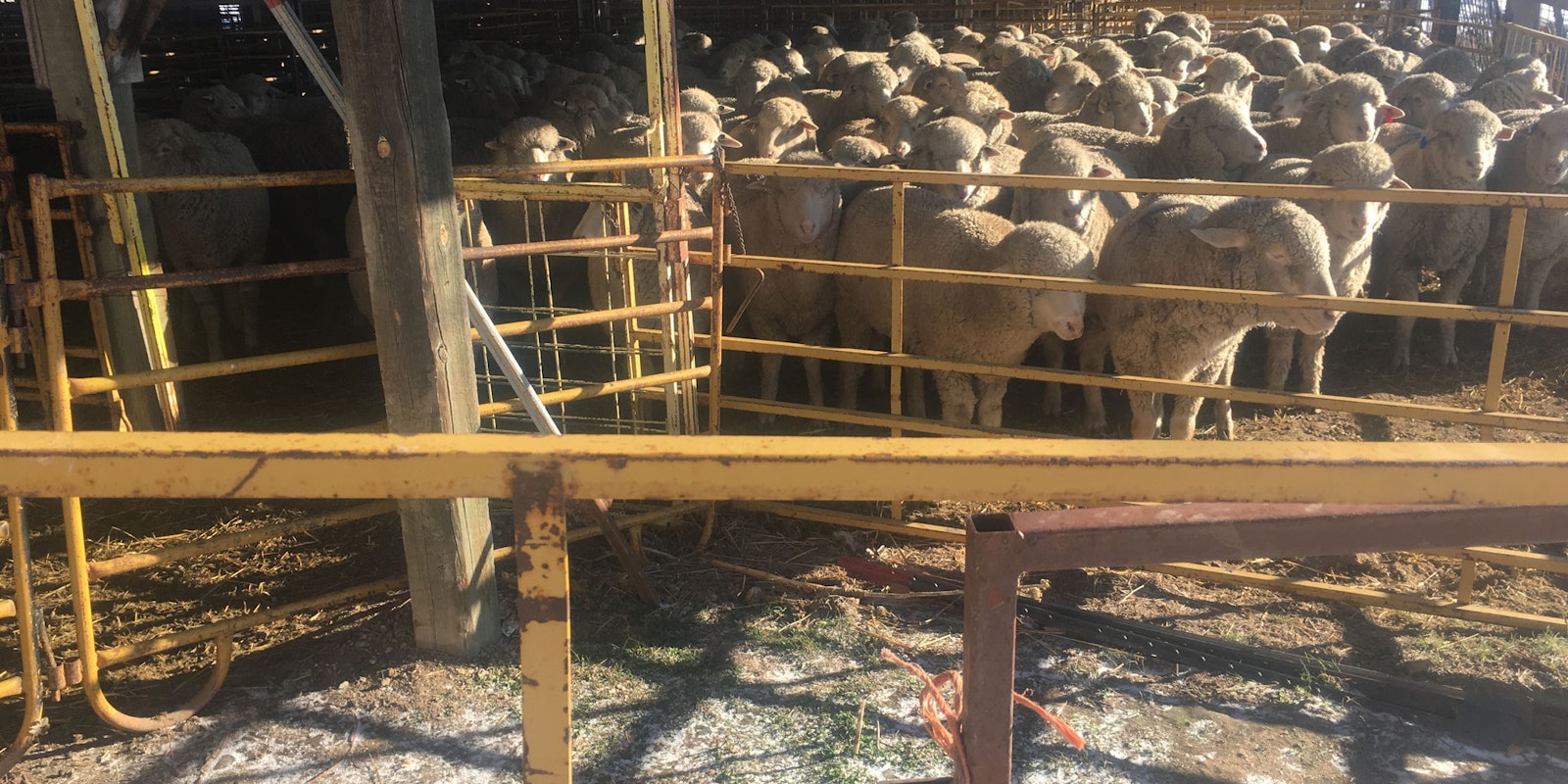 It’s Shearing Time! Primary Image