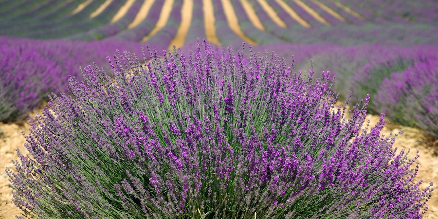 10 Steps for Seasonal Woolen Storage Image