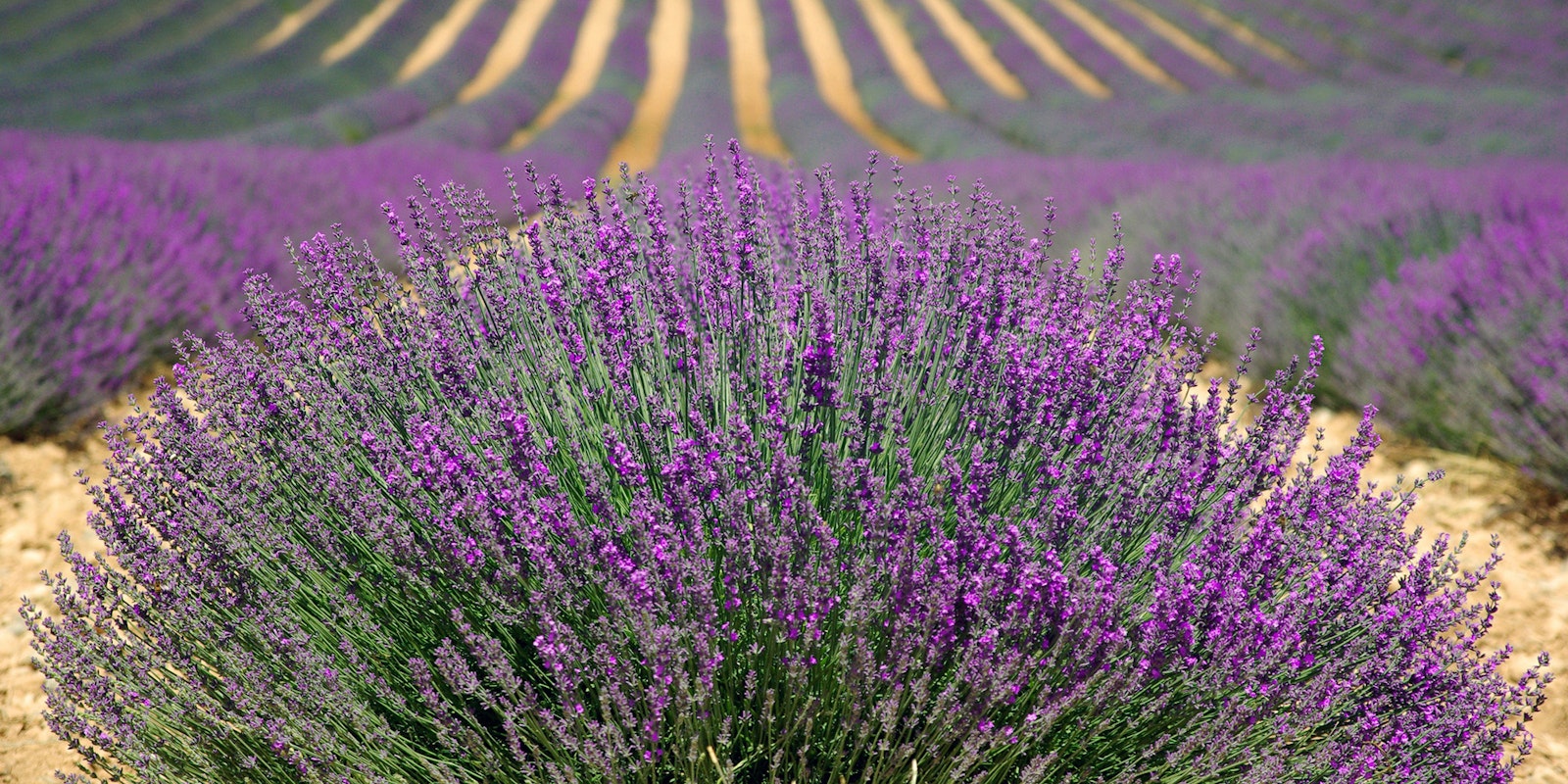 10 Steps for Seasonal Woolen Storage Primary Image