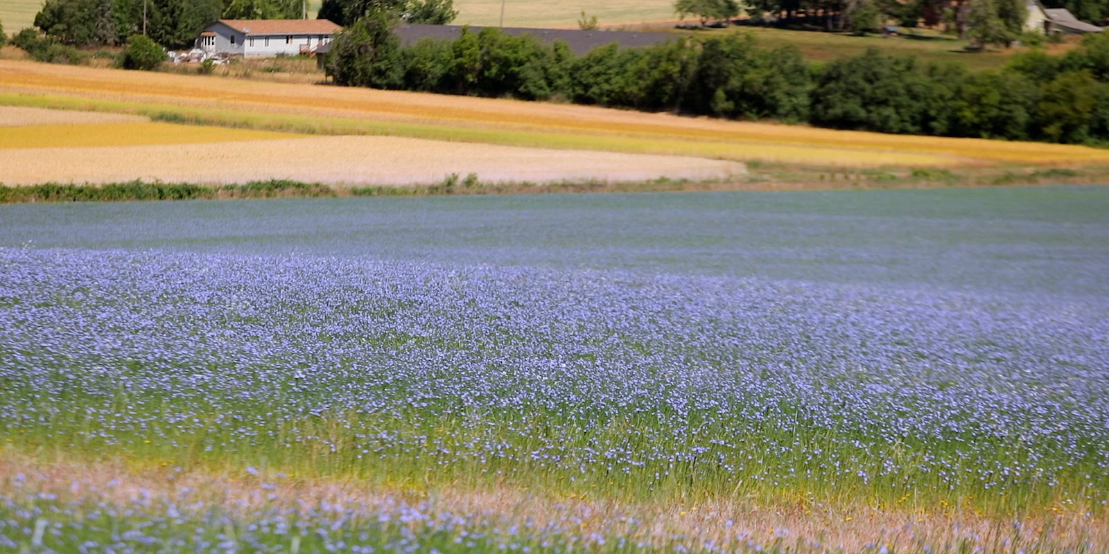 Flax Grows through Creativity, Community, Conscience  Primary Image