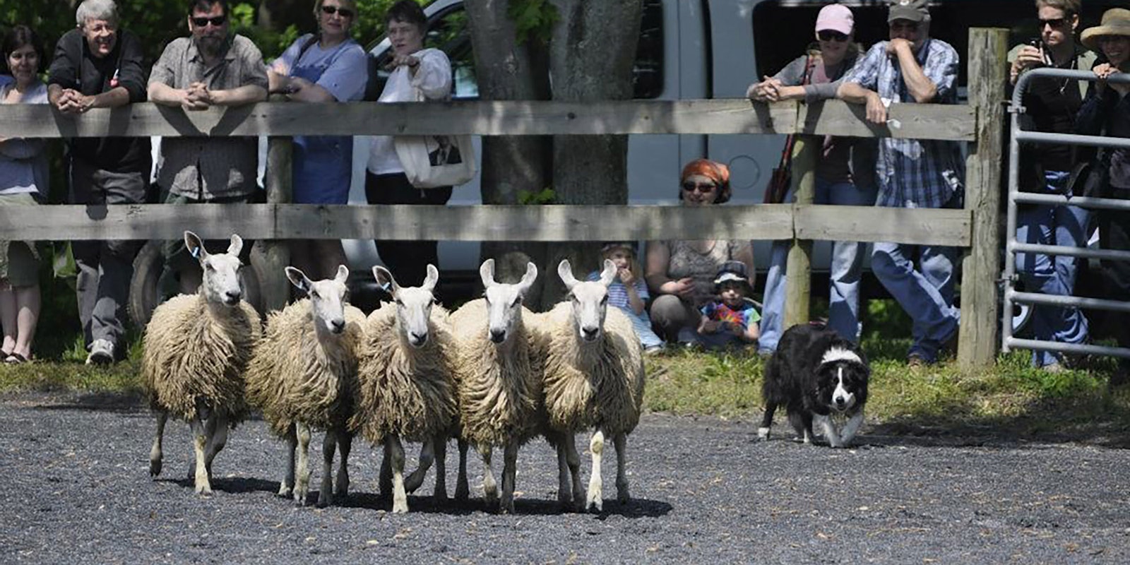 Behind the Scenes at the Sheep and Wool Show Primary Image
