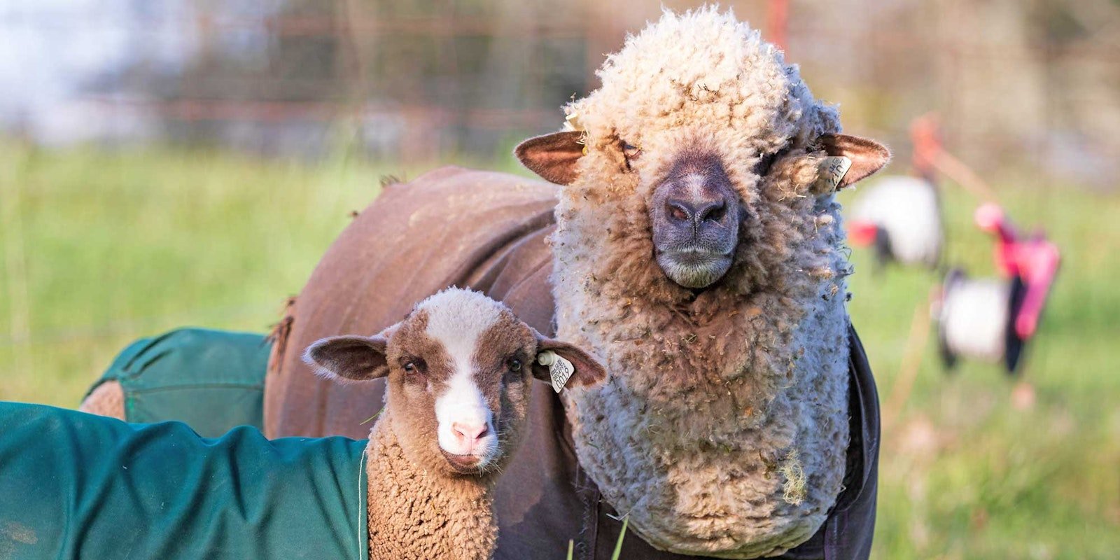 Lambs Galore at Apple Creek Merinos! Primary Image