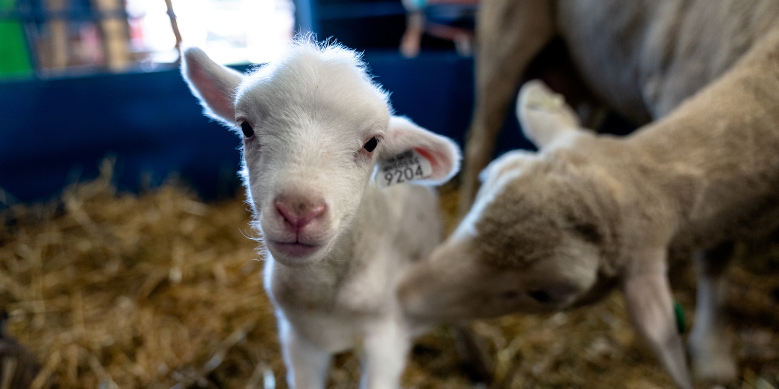Best in Show—Competition Knitting at the State Fair Primary Image