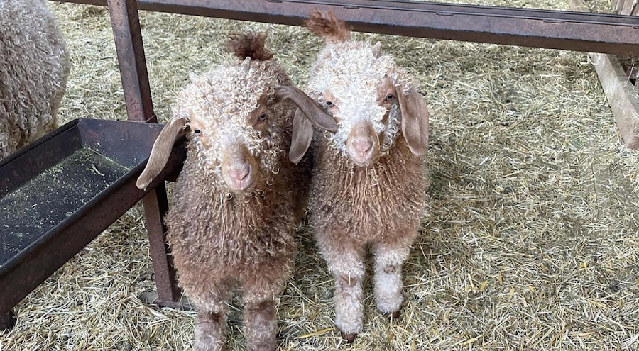 Angora Goats: Why Every Herd Needs a Daisy! Image