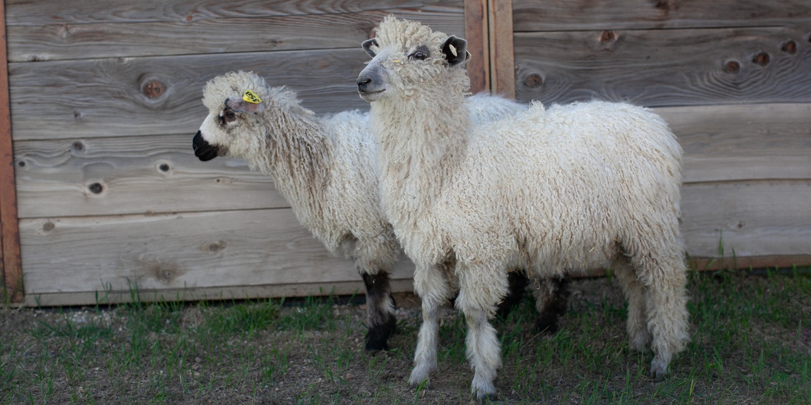 Beyond Soft: Long, Strong, Lustrous Wool Primary Image