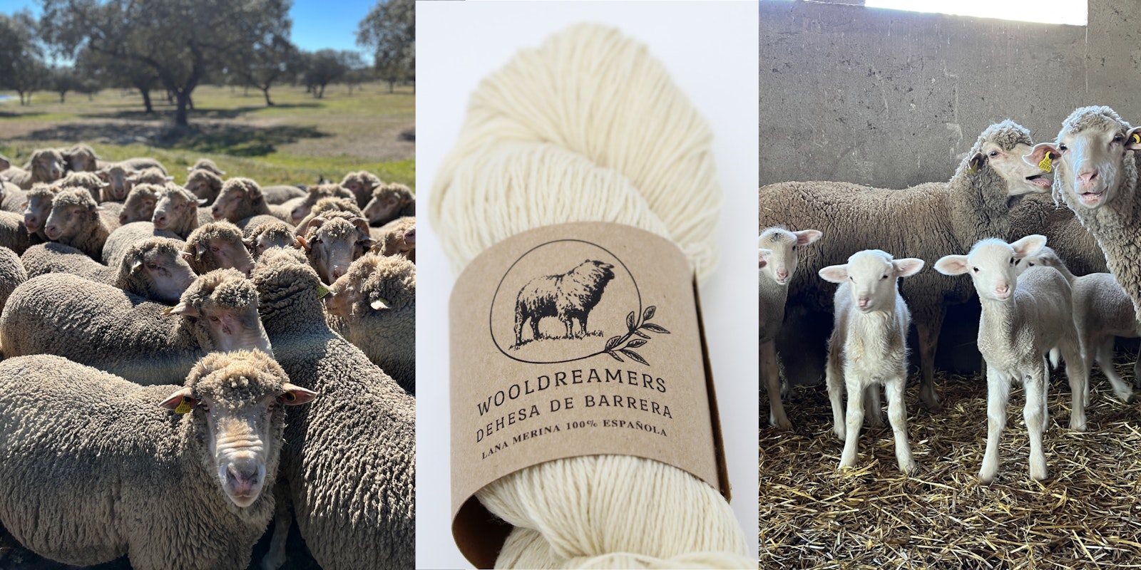 Reinventing Spanish Wool: Meet Wooldreamers Primary Image