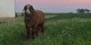 “Your wool is worth nothing.”  Image