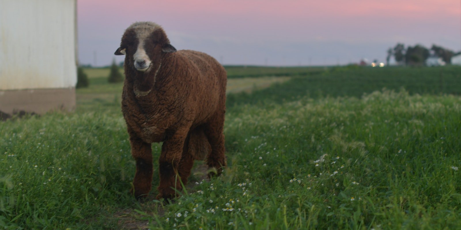 “Your wool is worth nothing.”  Primary Image