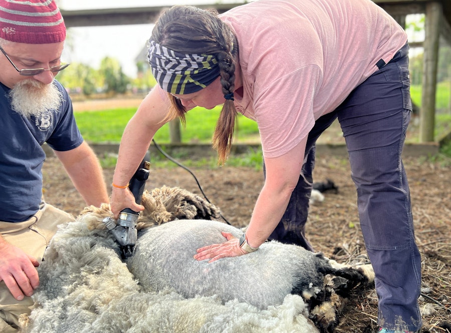 Shear Determination: What Got Me To (and Through) Shearing School Image