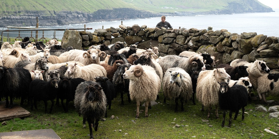 Legacy of Wool: Faroese Gold Image