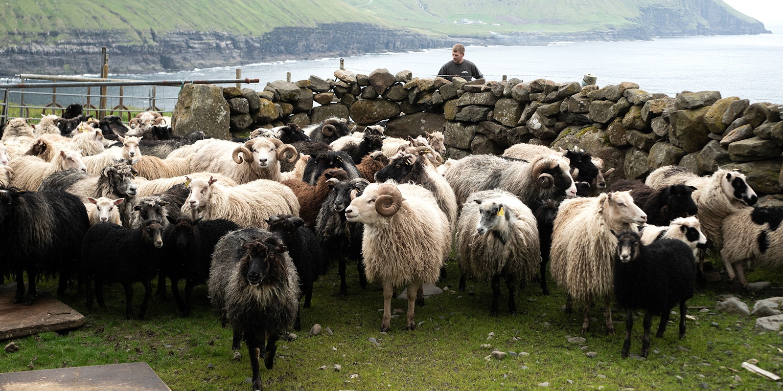 Legacy of Wool: Faroese Gold Primary Image