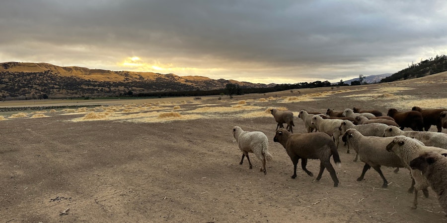 A Woman with a Mission: Wool, Cotton, Wheat, and Sally Fox’s Regenerative Farming Image