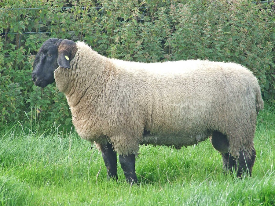 Is Down Wool Resistant to Felting? Let’s Put It to the Test Image