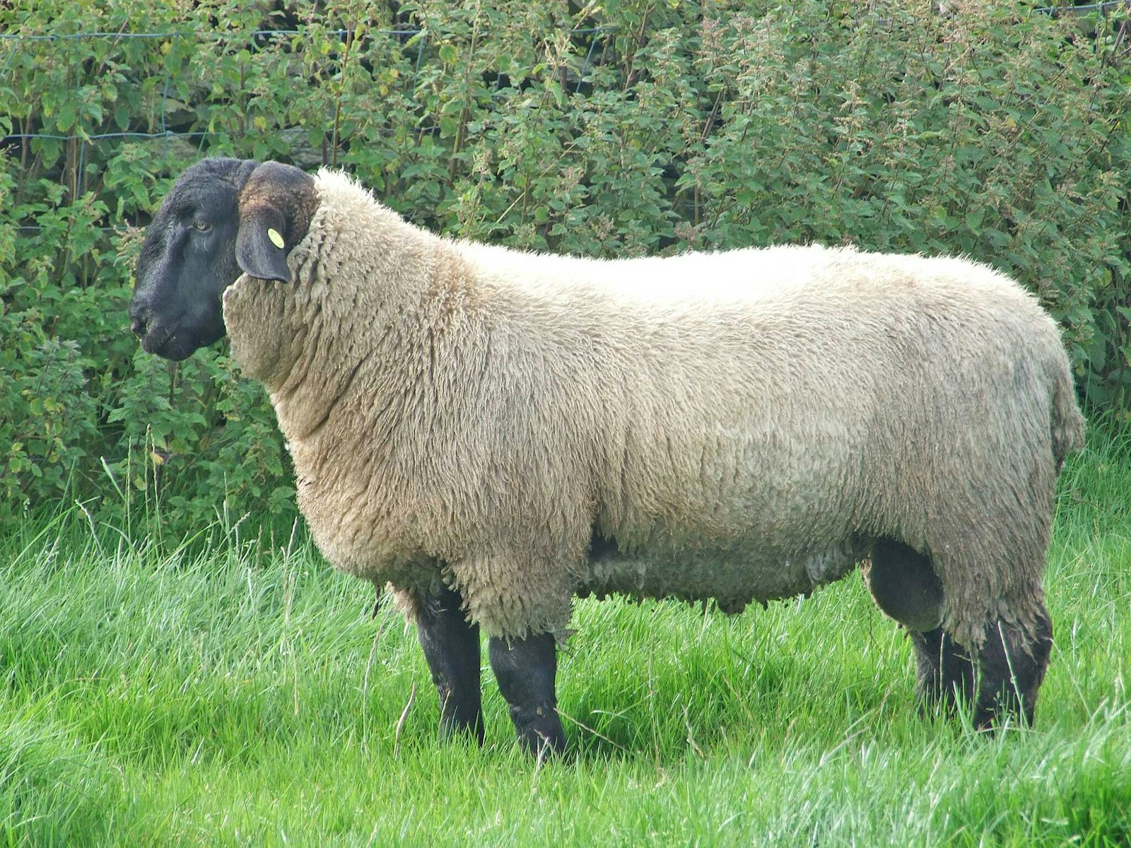 Is Down Wool Resistant to Felting? Let’s Put It to the Test Primary Image