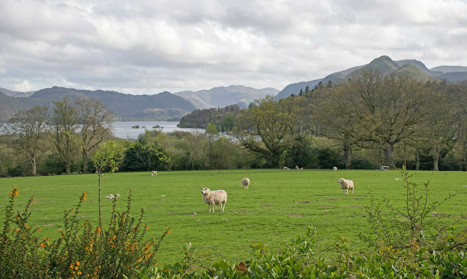 Do You Know Where Your Wool Comes From? Primary Image