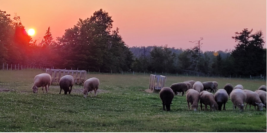 Slow-Spun Living on Prince Edward Island Image