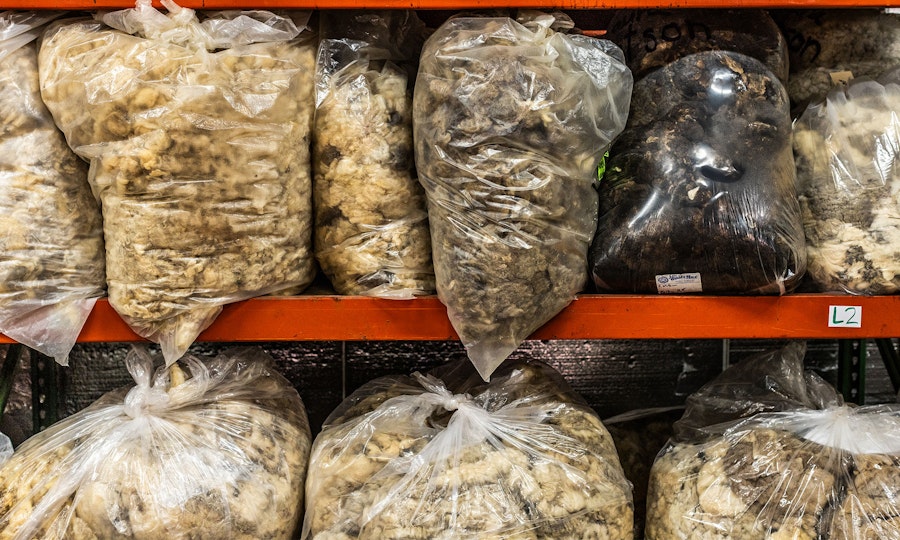 From Greasy Raw Fleece to Clean, Fluffy Wool Image